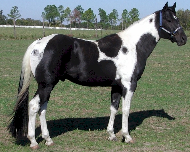 TEXAS PAINT COW HORSES STALLIONS BLACK & WHITE HOMOZYGOUS THE STORM TRUPER BRAZOS LEGEND