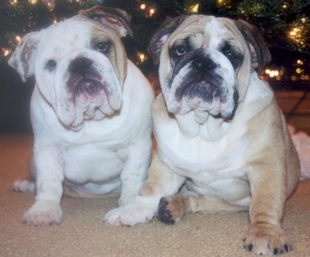 English Bulldog Puppies - Blue Diamond Bulldogs