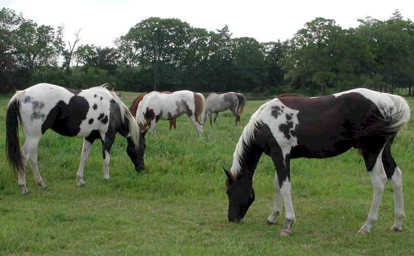 Homozygous Tobianos - Black and White Horses