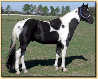 The Storm Truper by A Tru Rolex