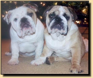 Blue Diamond Bulldogs - English Bulldog Puppies